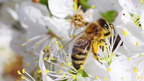 A bee working and feeding on white flowers at spring closeup slow motion 스톡 동영상 275850584