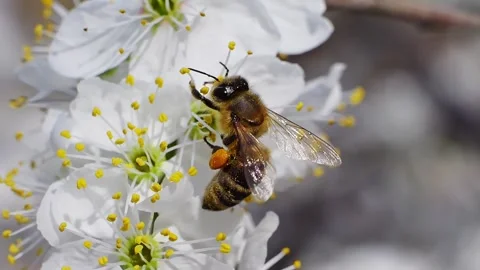 A bee working and feeding on white flowers at spring closeup slow motion 動画素材 275853570