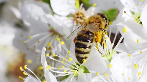 A bee working and feeding on white flowers at spring closeup slow motion Video stock 275853624