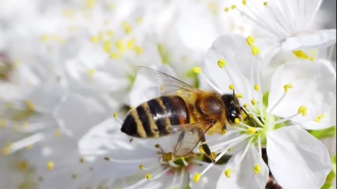 A bee working and feeding on white flowers at spring closeup slow motion 動画素材 275853703