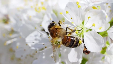A bee working and feeding on white flowers at spring closeup slow motion 動画素材 277881749