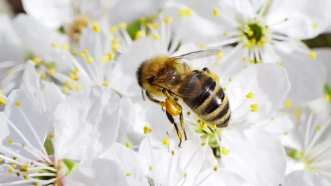 A bee working and feeding on white flowers at spring closeup slow motion 動画素材 277882848