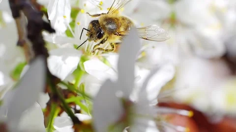 A bee working and feeding on white flowers at spring closeup slow motion 動画素材 277883834