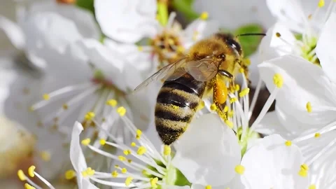 A bee working and feeding on white flowers at spring closeup slow motion 動画素材 277884985