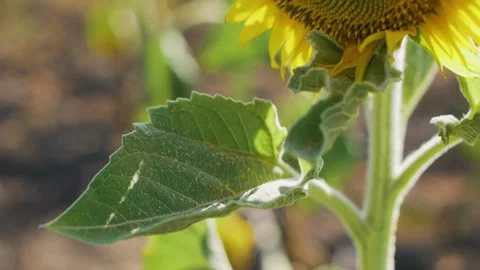 Bee working and gathering pollen from sunflower in field Stock Footage 136779107