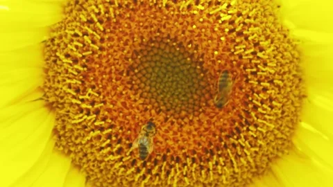 Bee working and gathering pollen from sunflower in field. Field of sunflow Stockbeeldmateriaal 158861417