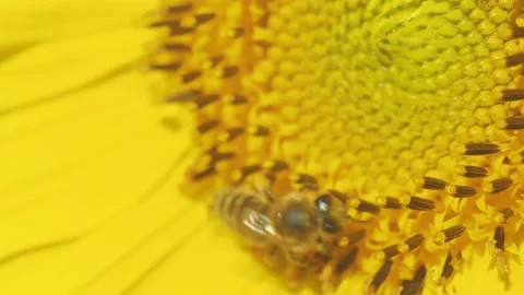Bee working and gathering pollen from sunflower in field. Field of sunflowers. S Video stock 160100214
