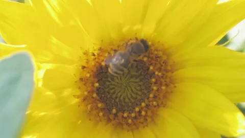 Bee working and gathering pollen from sunflower in field. Field of sunflowers. S Video stock 160100264