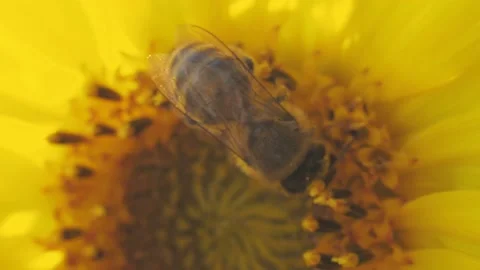 Bee working and gathering pollen from sunflower in field. Field of sunflowers. S Video stock 160100354