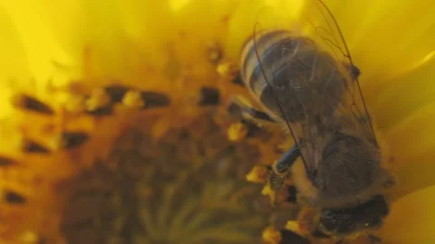 Bee working and gathering pollen from sunflower in field. Field of sunflowers. S Stock Footage 160100507