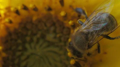 Bee working and gathering pollen from sunflower in field. Field of sunflowers. S Video stock 160100685