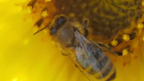 Bee working and gathering pollen from sunflower in field. Field of sunflowers. S Video stock 160100797