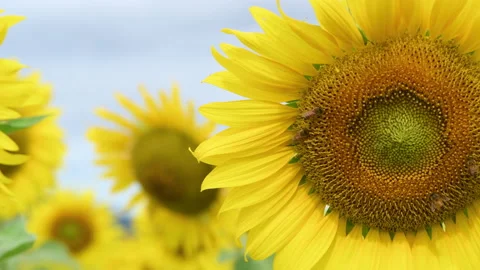 Bee working and gathering pollen from sunflower in field. Stock Footage 225228939