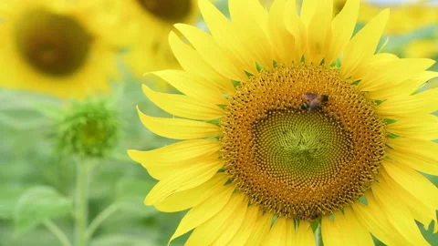 Bee working and gathering pollen from sunflower in field. Stock-Footage 232351382