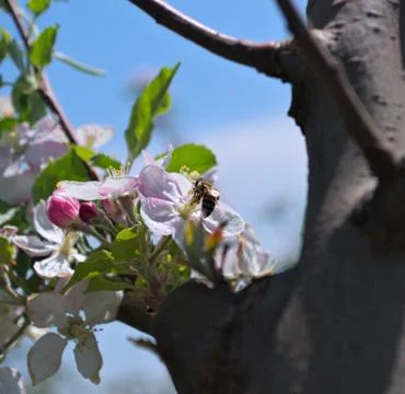 Bee working on apple flower Stock Photos