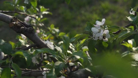 Bee working in the apple orchard during sunset in the spring Stock-Footage 129570003