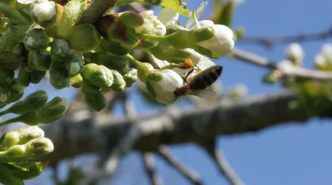 Bee working on blossom cherry tree in a garden Stockbeeldmateriaal 37626780