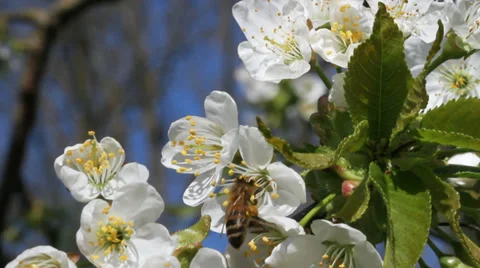 Bee working on blossom cherry tree in a garden Stockbeeldmateriaal 37626795