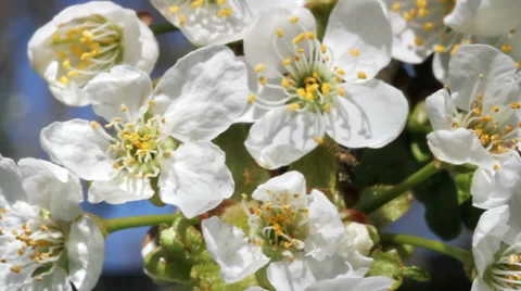 Bee working on blossom cherry tree in a garden Stockbeeldmateriaal 37626808