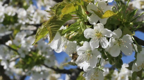 Bee working on blossom cherry tree in a garden Stockbeeldmateriaal 37626816