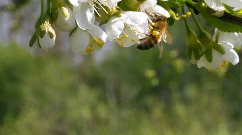 Bee working on blossom cherry tree in a garden Stockbeeldmateriaal 37626845