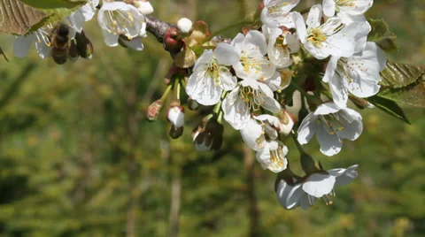 Bee working on blossom cherry tree in a garden Stockbeeldmateriaal 37626875