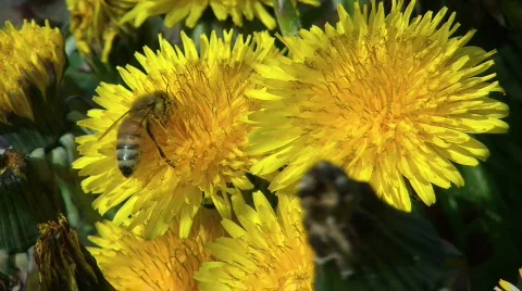Bee working  on the dandelion Stock Footage 665381