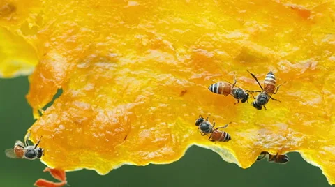 Bee working on dry yellow mango. Stock Footage 50368625