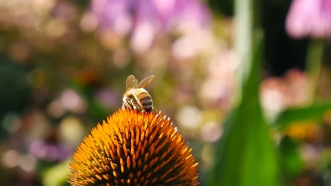Bee working on  echinacea officinalis Stock Footage 86140944