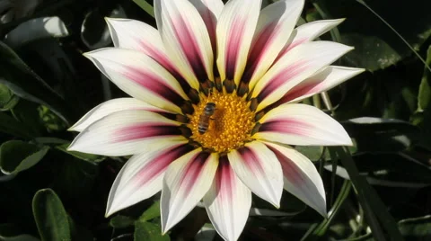 Bee working on flower Stock Footage 50632204