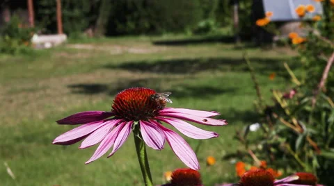 Bee working on the flower Stock Footage 59090714