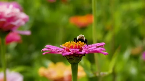 Bee working a flower Stock Footage 159666363