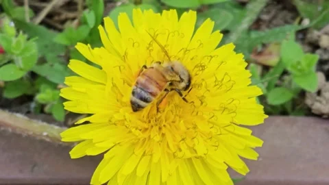 Bee is working on the flower Video stock 274470783