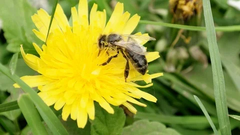 Bee working on a flower meadow Stock Footage 90637080