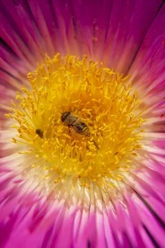 A bee working in a flower Stock Photos