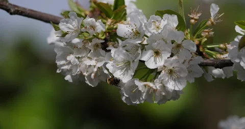 Bee working 動画素材 151331848