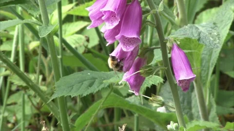 A bee working on a foxglove flower Video stock 8810037