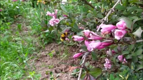 The bee is working in the garden. She flies from flower to flower. Stock Footage 199280548