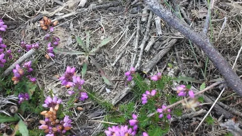 A bee working hard in the flowers in the mountains Stock Footage 252233931