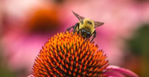 Bee working hard to get the objective Stock Photos