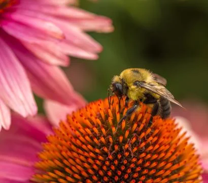 Bee working hard to get the objective Stock Photos