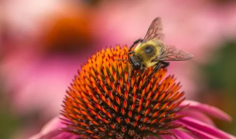Bee working hard to get the objective Stock Photos