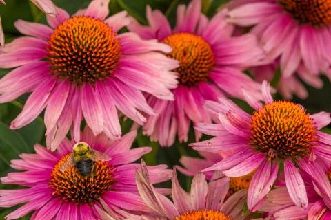 Bee working hard to get the objective Stock Photos