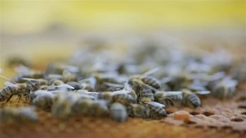 Bee working on honeycomb - Macro shot Stock Footage 79763899