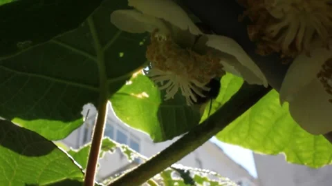 Bee working in a kiwi flower Stock Footage 255912080