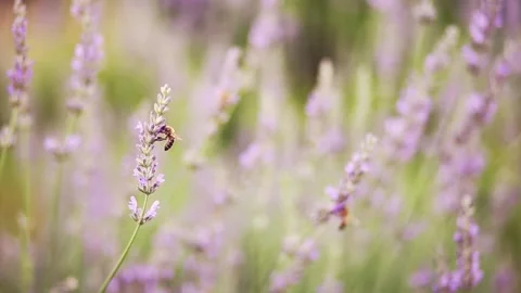 Bee working on a lavender flower in the field in summer Stock Footage 134571953