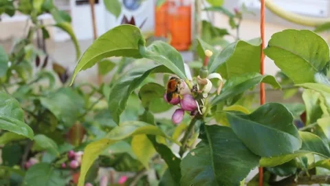 Bee working on a lemon tree flower Stock Footage 255210359