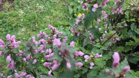 Bee working in the mountains Stock Footage 238760865