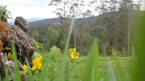Bee working in nature during spring Stock Footage 241440969