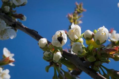 Bee working on peach flower Stock Photos